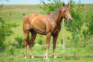  Capitan Don Salvador