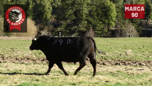  1 Toro