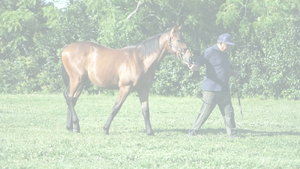  MANI MAD (MANIPULATOR - SUNNY MAD) 