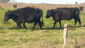  20 Vacas CUT preñadas