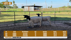  LOTE 45 - DESTACADO