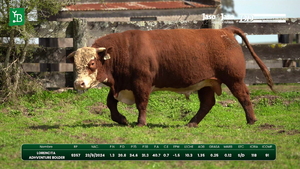 Toros — Escritorio Dutra LTDA.