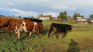  26 Ternero en Puerto Varas, X Región Los Lagos