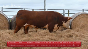 Astados — Escritorio Dutra LTDA.