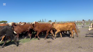  43 Novillos en Corrientes, Mercedes