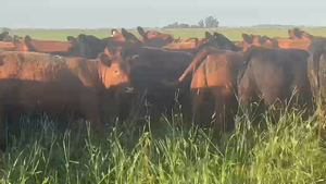  300 Vacas nuevas C/ gtia de preñez