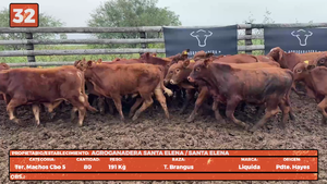  LOTE 32