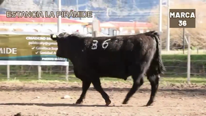  1 Toro