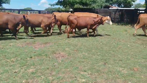  15 Vaquillonas C/ servicio