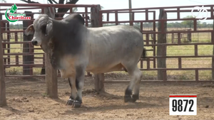  Brahman