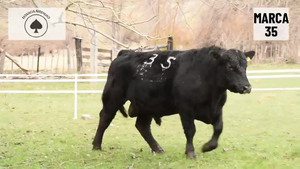  1 Toro