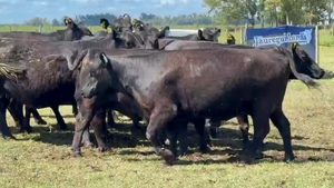  10 Vacas nuevas Preñadas