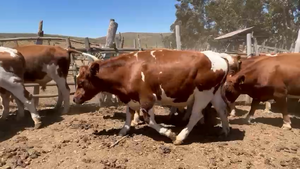  37 Novillo Engorda en Los Vilos, IV Región Coquimbo