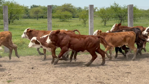  120 Terneras en Corrientes, Mercedes