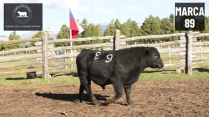  1 Toro