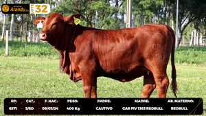  LOTE 32