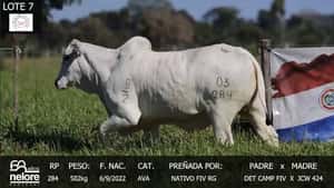  LOTE 7