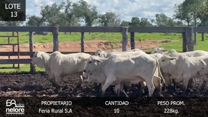  LOTE 13