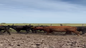  37 Novillos y Novillitos en Azul