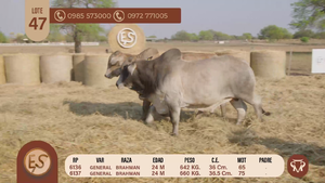  TOROS BRAHMAN 24 MESES