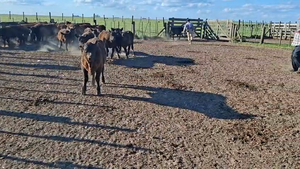  80 Terneros en Buenos Aires, Gral. Belgrano