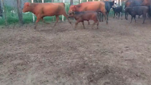  57 Vaquillonas preñadas Brangus en Freyre, Córdoba