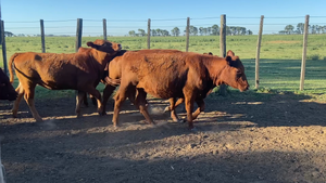  20 Vaquillonas en La Pampa, Eduardo Castex