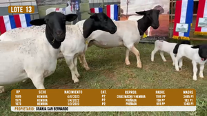  LOTE 13 - DESTACADO
