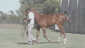  COSTA PILITA (LENOVO - TORMENTA INDIA)