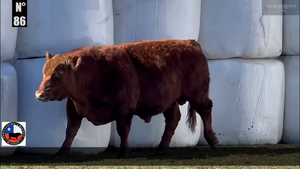  1 Toro