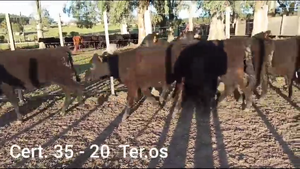  TERNERAS