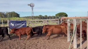  93 NOVILLITOS, EN GUAMINI, BS. AS. 