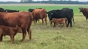  60 Vaquillonas C/ cria