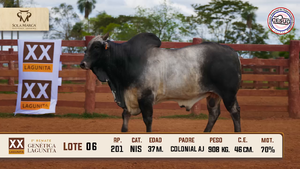 Lote 6 — Sola Marca SA