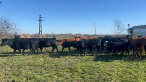  29 Vacas preñadas en Entre Ríos, Gdor. Mansilla