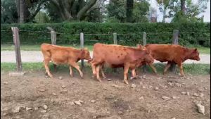  TERNERAS