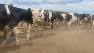  40 Novillo Gordo en Melipilla, Región Metropolitana