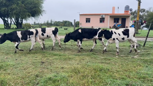  TERNERAS