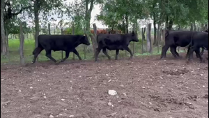 NOVILLOS 2 A 3 AÑOS