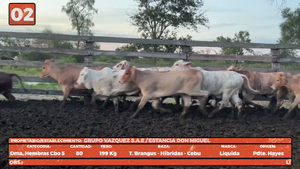 LOTE 2