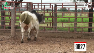  Toros Brahman