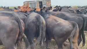  35 Vacas medio uso C/ gtia de preñez en Navarro, Buenos Aires
