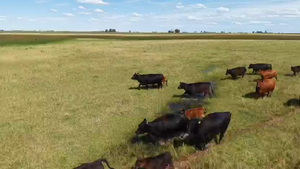  130 Vacas nuevas AL CORTE Y CON SERVICIO 