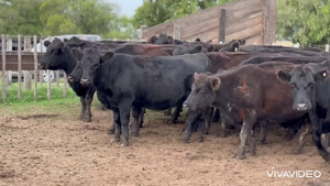  35 Vacas medio uso C/ gtia de preñez