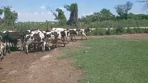  30 Terneros Holando Argentino en Tacural, Santa Fe