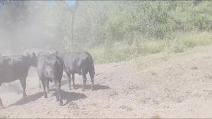  54 Vacas medio uso C/ gtia de preñez en La Gallareta, Santa Fe