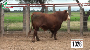  Toros Braford