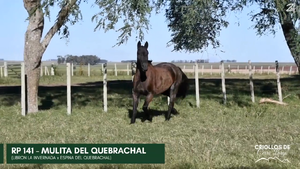  MULITA DEL QUEBRACHAL