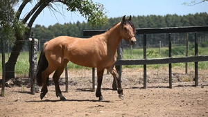  EL  GAVILÁN  PANTERA  ROSA