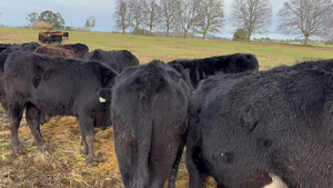  53 Novillo Engorda en Puerto Varas, X Región Los Lagos